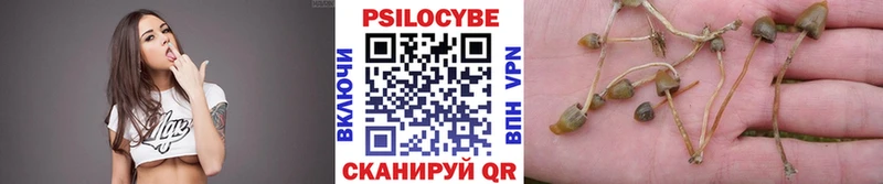 где купить наркотик  Пугачёв  Галлюциногенные грибы Psilocybe 